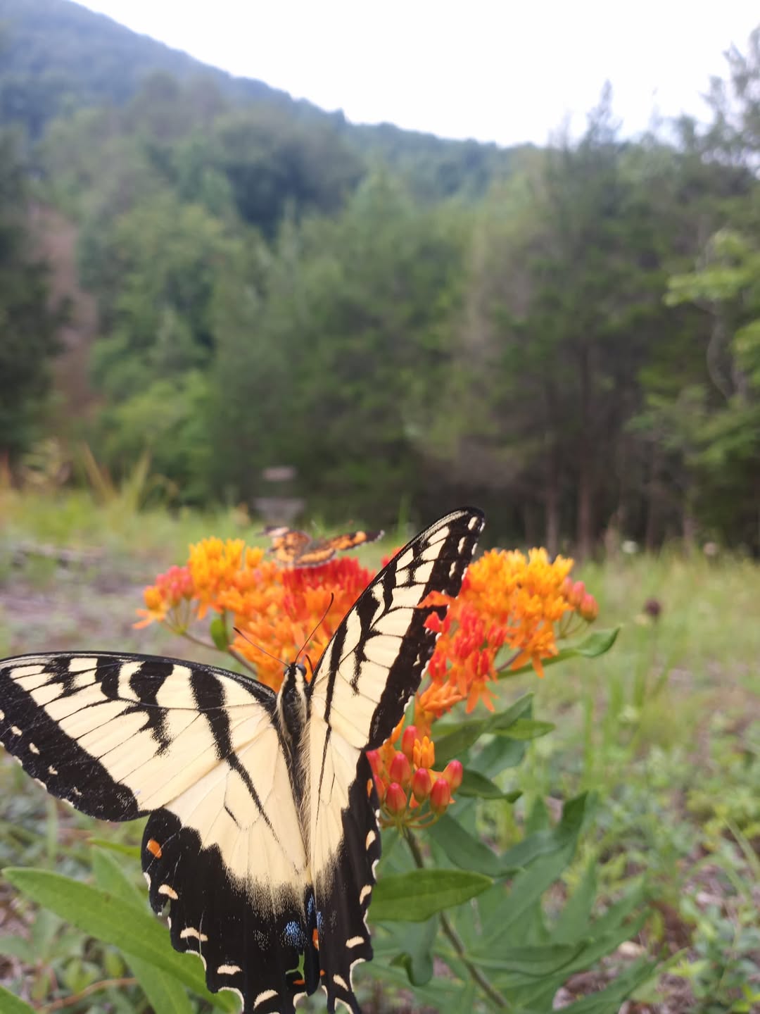 butterfly